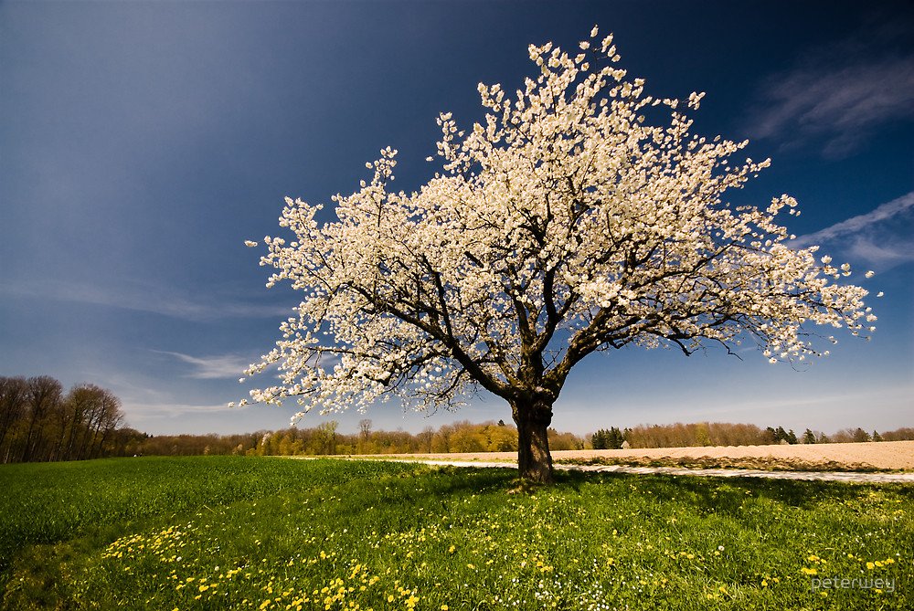 L'arbre est beau, ses racines sont puissantes